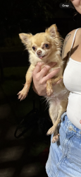Lost Female Dog last seen Middle of Corsair av, running towards centerlink, Inala, QLD 4077