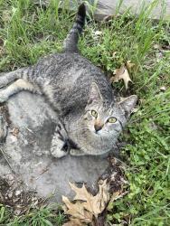 Lost Male Cat last seen Hammerly and Gessner, Houston, TX 77080