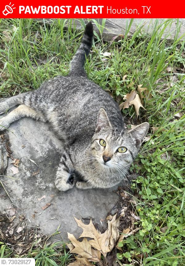Lost Male Cat last seen Hammerly and Gessner, Houston, TX 77080