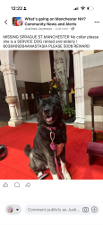 Lost Female Dog last seen Mitchell st, Manchester, NH 03103