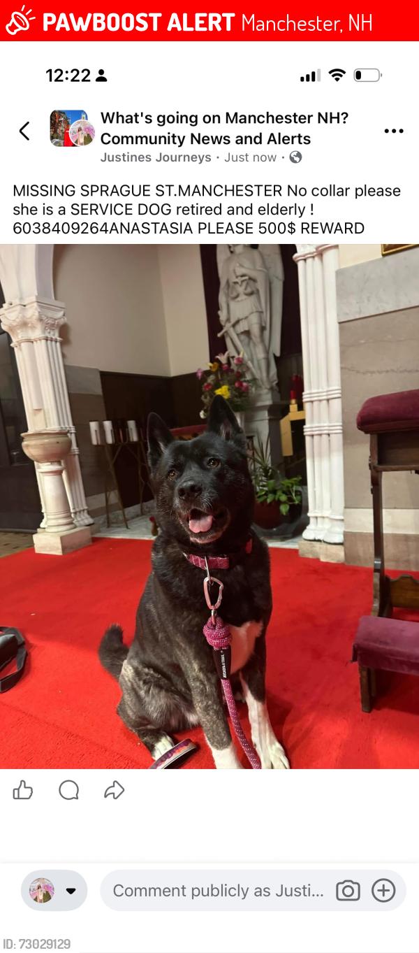 Lost Female Dog last seen Mitchell st, Manchester, NH 03103