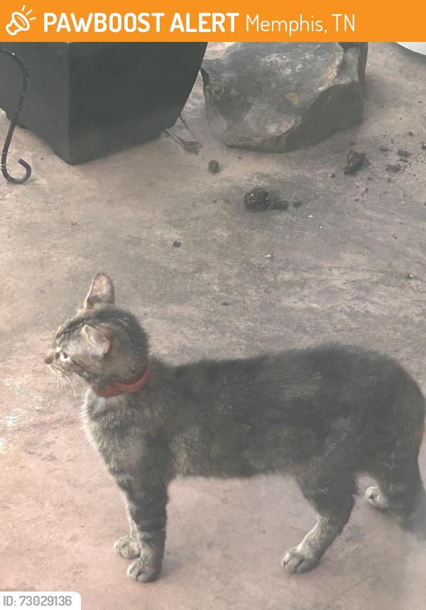 Found/Stray Unknown Cat last seen Garden Lane, Memphis, TN 38111