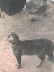 Found/Stray Unknown Cat last seen Garden Lane, Memphis, TN 38111