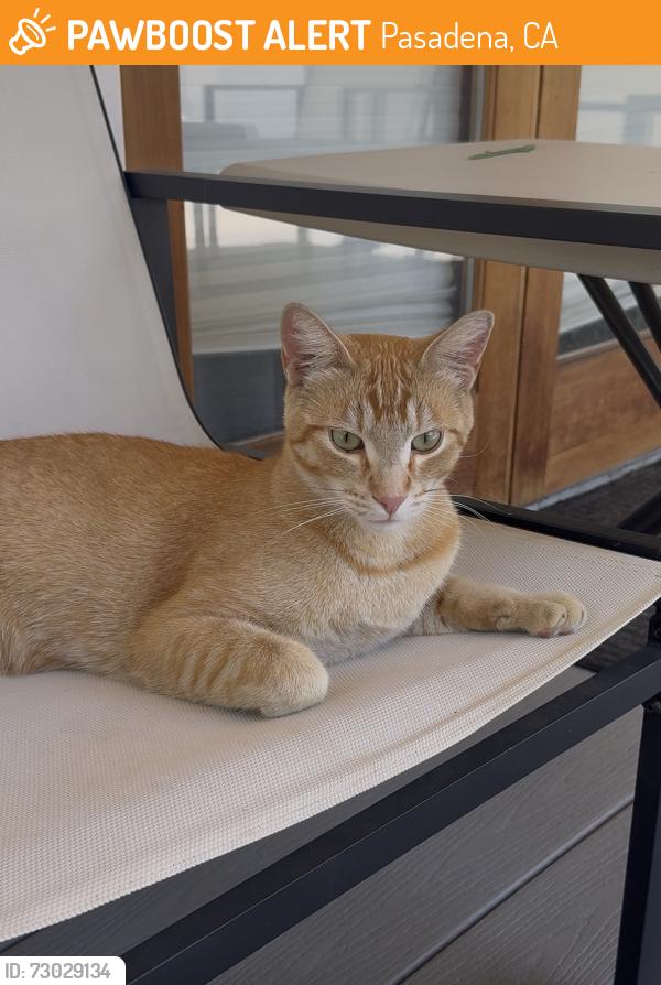 Found/Stray Male Cat last seen Lincoln and mountain street , Pasadena, CA 91103