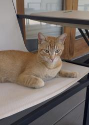 Found/Stray Male Cat last seen Lincoln and mountain street , Pasadena, CA 91103
