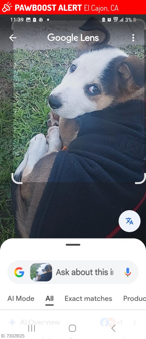 Lost Male Dog last seen Deja vu love boutique El cajon magnolia ave and Bradley ave, El Cajon, CA 92020