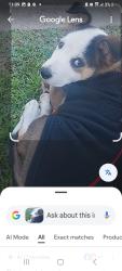 Lost Male Dog last seen Deja vu love boutique El cajon magnolia ave and Bradley ave, El Cajon, CA 92020