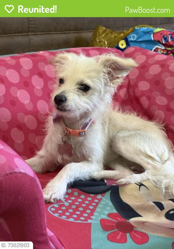 Reunited Female Dog last seen Urban walk , Phoenix, AZ 85016