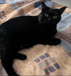 Lost Female Cat last seen Hanna Crescent NW, Edmonton, AB T6R