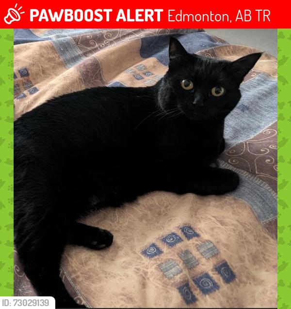 Lost Female Cat last seen Hanna Crescent NW, Edmonton, AB T6R