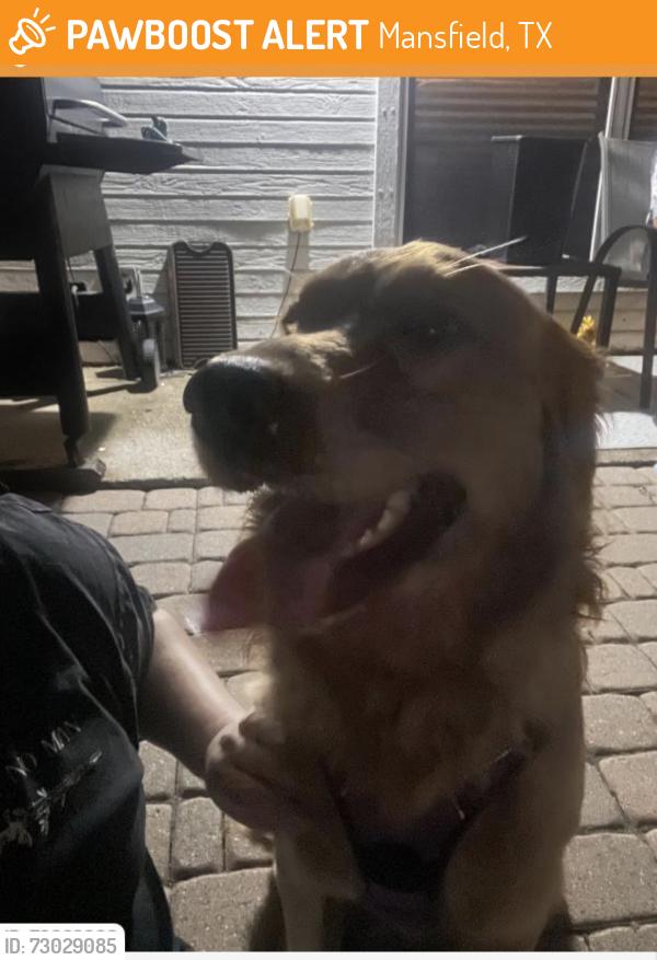 Found/Stray Unknown Dog last seen Treasure Cay, Mansfield, Texas, Mansfield, TX 76063