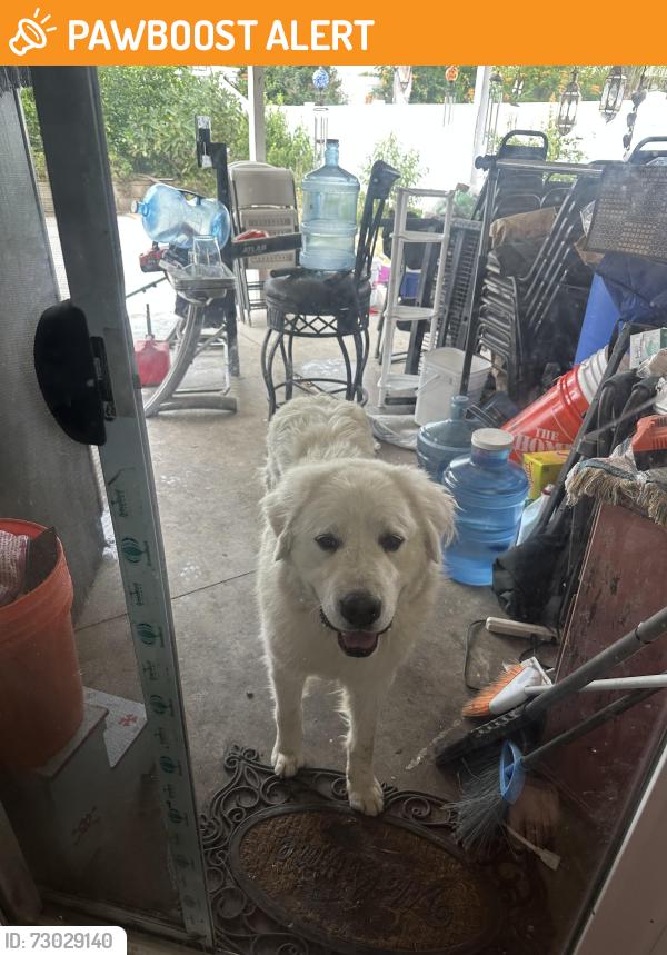 Found/Stray Male Dog last seen Poppystone dr and Heacock , March Air Reserve Base, CA 92551