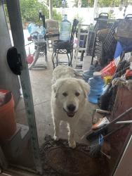 Found/Stray Male Dog last seen Poppystone dr and Heacock , March Air Reserve Base, CA 92551