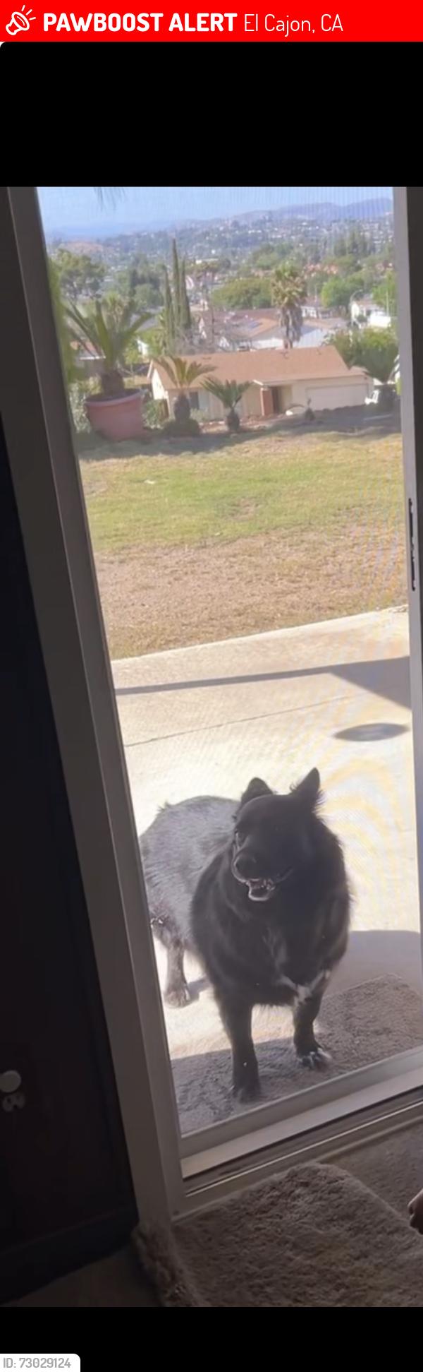 Lost Female Dog last seen Craigmont st, El Cajon, CA 92019