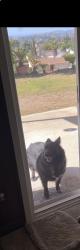 Lost Female Dog last seen Craigmont st, El Cajon, CA 92019