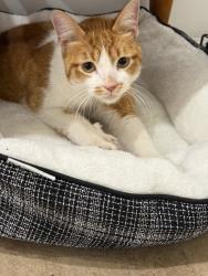 Reunited Male Cat last seen Near W North Ave, Chicago, IL 60647, USA, Chicago, IL 60647