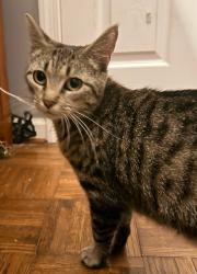 Found/Stray Female Cat last seen Becks woods dr & route 40, Bear, DE 19701