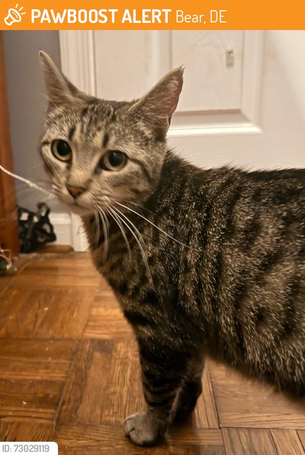Found/Stray Female Cat last seen Becks woods dr & route 40, Bear, DE 19701
