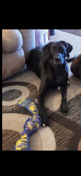 Lost Male Dog last seen Walmart, Cañon City, CO 81212