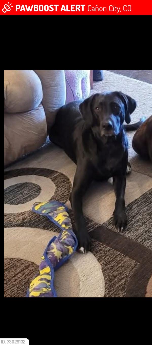 Lost Male Dog last seen Walmart, Cañon City, CO 81212