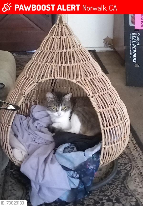 Lost Female Cat last seen Between Alondra Ave and Barnwall , Norwalk, CA 90650