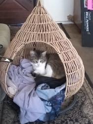 Lost Female Cat last seen Between Alondra Ave and Barnwall , Norwalk, CA 90650