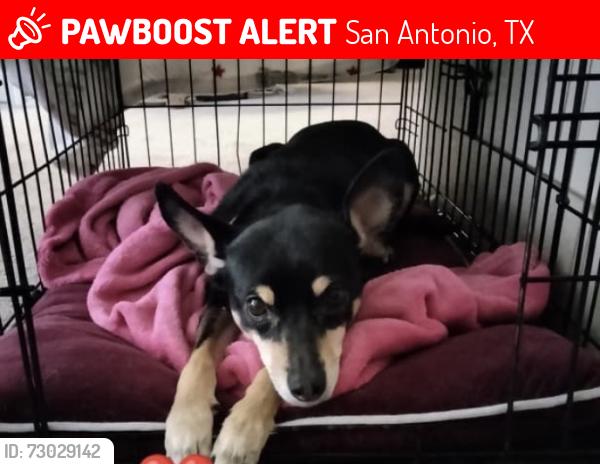 Lost Female Dog last seen Near Desert Sand St San Antonio Tx,78216, San Antonio, TX 78216