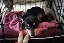 Lost Female Dog last seen Near Desert Sand St San Antonio Tx,78216, San Antonio, TX 78216