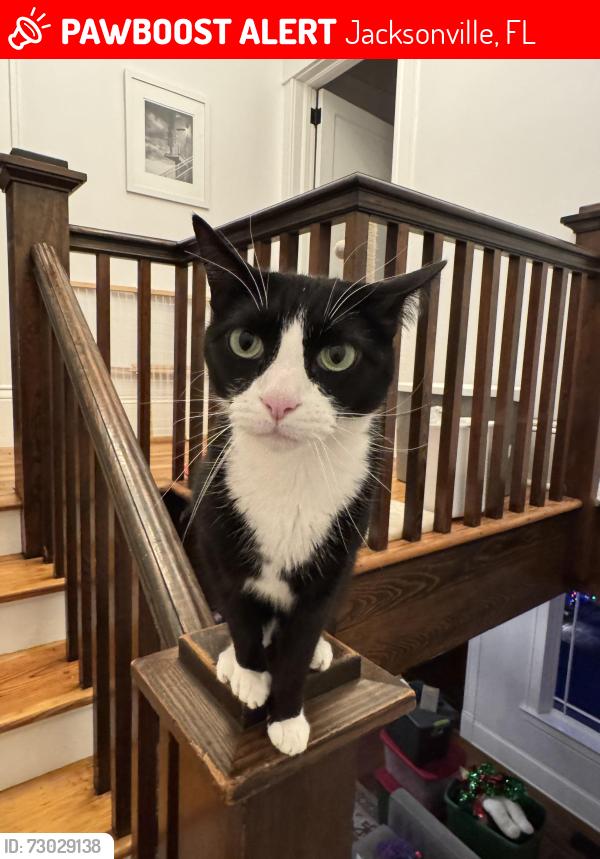 Lost Male Cat last seen Goodwin Strret, Jacksonville, FL 32204