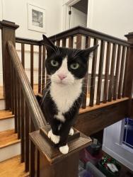 Lost Male Cat last seen Goodwin Strret, Jacksonville, FL 32204