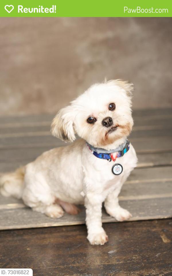 Reunited Male Dog last seen S Grand and Pico, Los Angeles, CA 90015