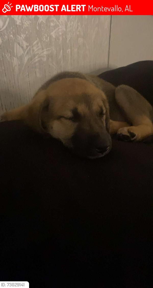Lost Female Dog last seen blossom street, Montevallo, AL 35115