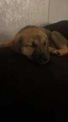 Lost Female Dog last seen blossom street, Montevallo, AL 35115