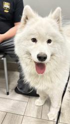 Reunited Female Dog last seen 47th ave 108th , Lakewood, WA 98499