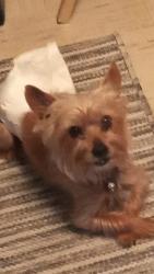 Lost Male Dog last seen Ishi Goto, Stockton, CA 95206
