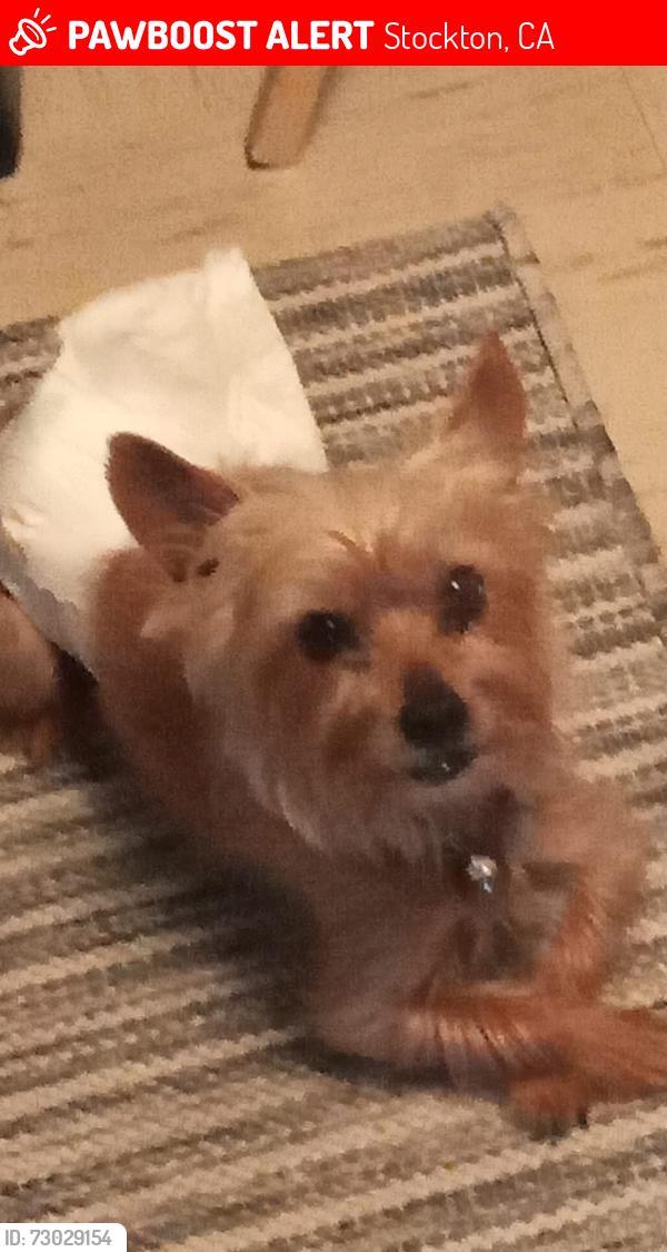 Lost Male Dog last seen Ishi Goto, Stockton, CA 95206