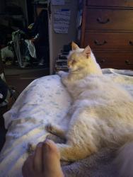 Reunited Male Cat last seen Near 11th Ave NW PUYALLUP Wash 98371, Puyallup, WA 98371
