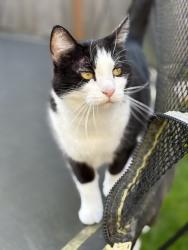 Lost Female Cat last seen 116th street, Everett, WA 98208