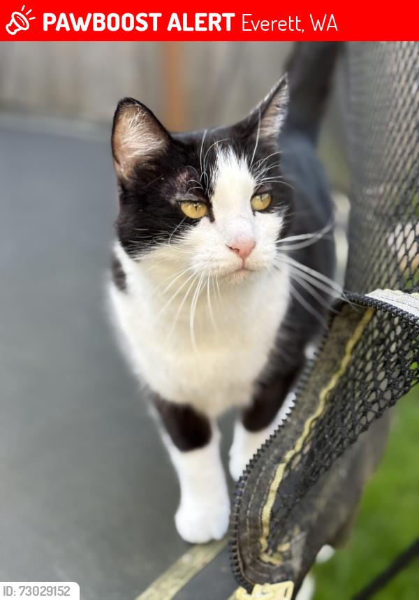 Lost Female Cat last seen 116th street, Everett, WA 98208