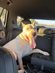 Found/Stray Male Dog last seen Highway 74 By Walmart in lake Elsinore , Canyon Lake, CA 92587