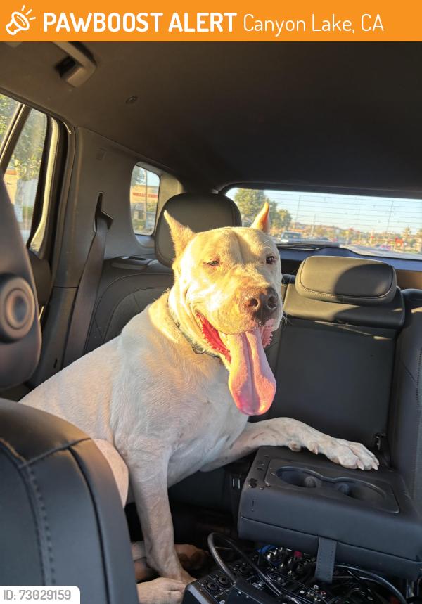 Found/Stray Male Dog last seen Highway 74 By Walmart in lake Elsinore , Canyon Lake, CA 92587