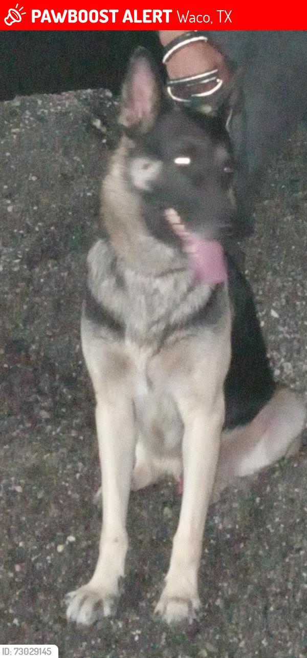 Lost Male Dog last seen 32nd&Clay, Waco, TX 76711