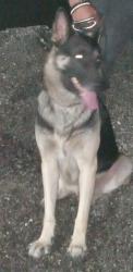 Lost Male Dog last seen 32nd&Clay, Waco, TX 76711