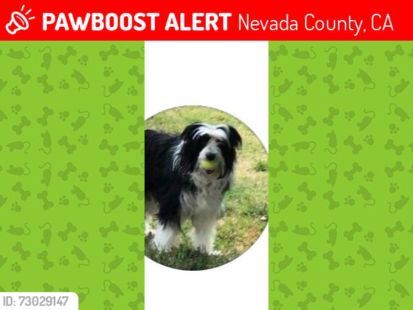 Lost Female Dog last seen Golden Oaks Community at the Brewer Rd & Egbert Hill cross-section, Nevada County, CA 95949