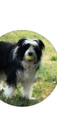 Lost Female Dog last seen Golden Oaks Community at the Brewer Rd & Egbert Hill cross-section, Nevada County, CA 95949