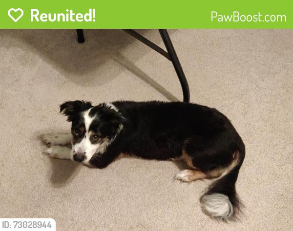 Reunited Female Dog last seen Claymore Dr & Adele Dr, Lafayette LA, Lafayette, LA 70503