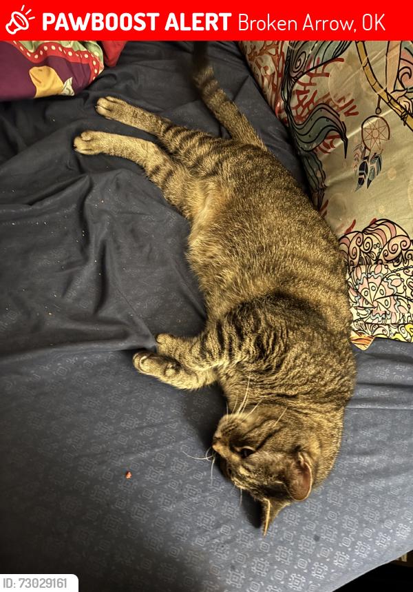 Lost Male Cat last seen El paso, Broken Arrow, OK 74012