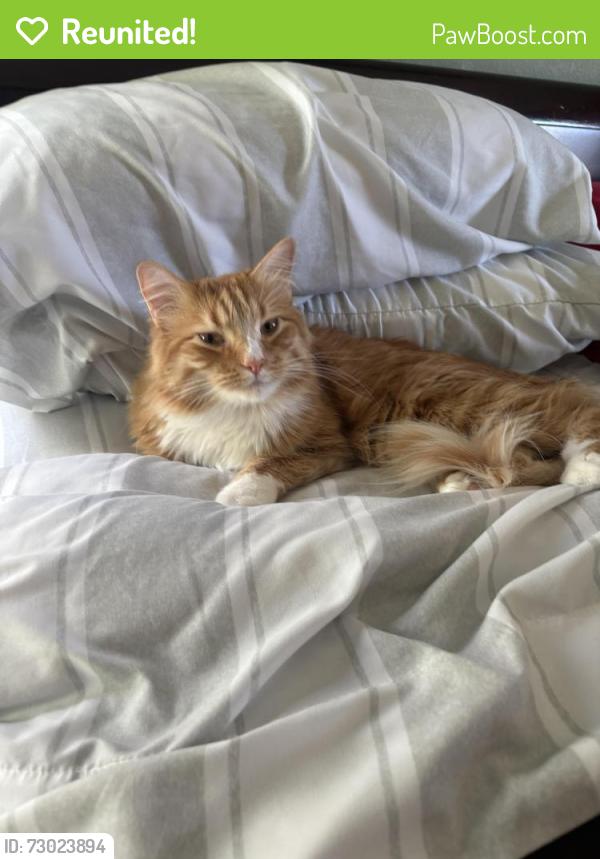 Reunited Male Cat last seen Quincy and Kipling , Littleton, CO 80123