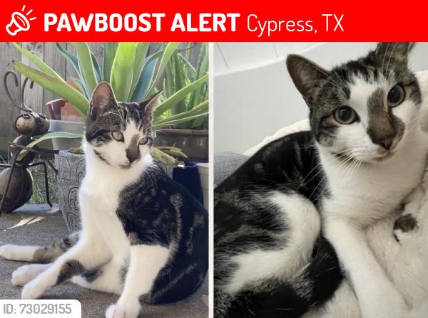Lost Male Cat last seen Emerald Cypress lane or Thicket Hollow lane, Cypress, TX 77429