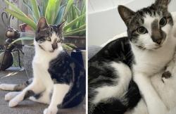 Lost Male Cat last seen Emerald Cypress lane or Thicket Hollow lane, Cypress, TX 77429